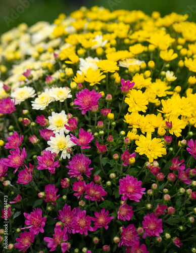 close up of purple yellow and white garden mums or chrysanthemums for fall gardening or autumn flower display at market multicolor colorful display of flowers in pot for garden vertical floral image