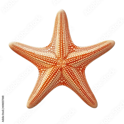 Starfish. isolated object, transparent background