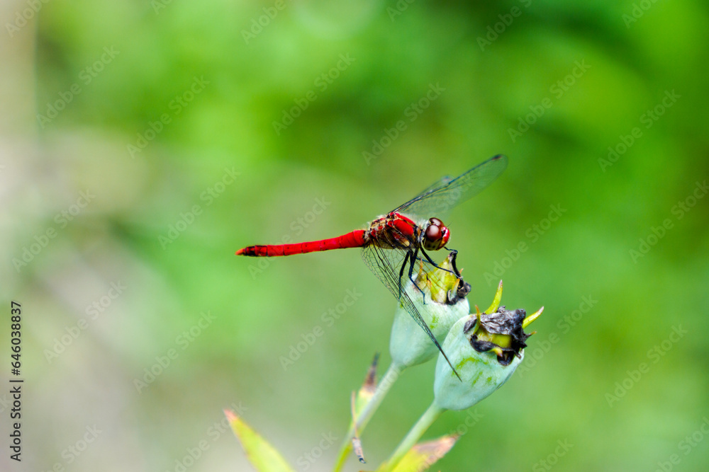 Red Dragonfly on the Bud Red Dragonfly on the Bud