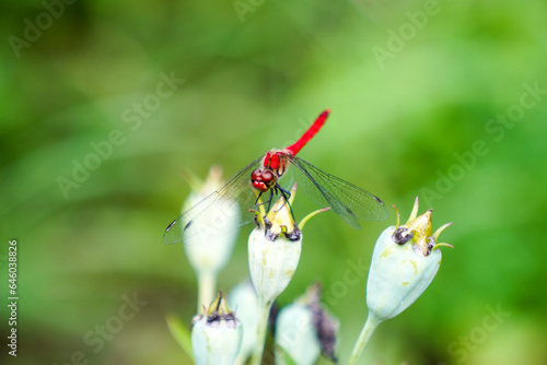 Red Dragonfly on the Bud