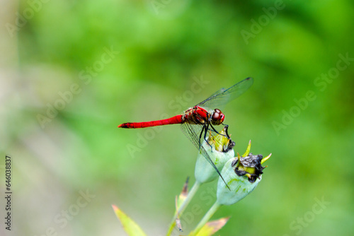 Red Dragonfly on the Bud