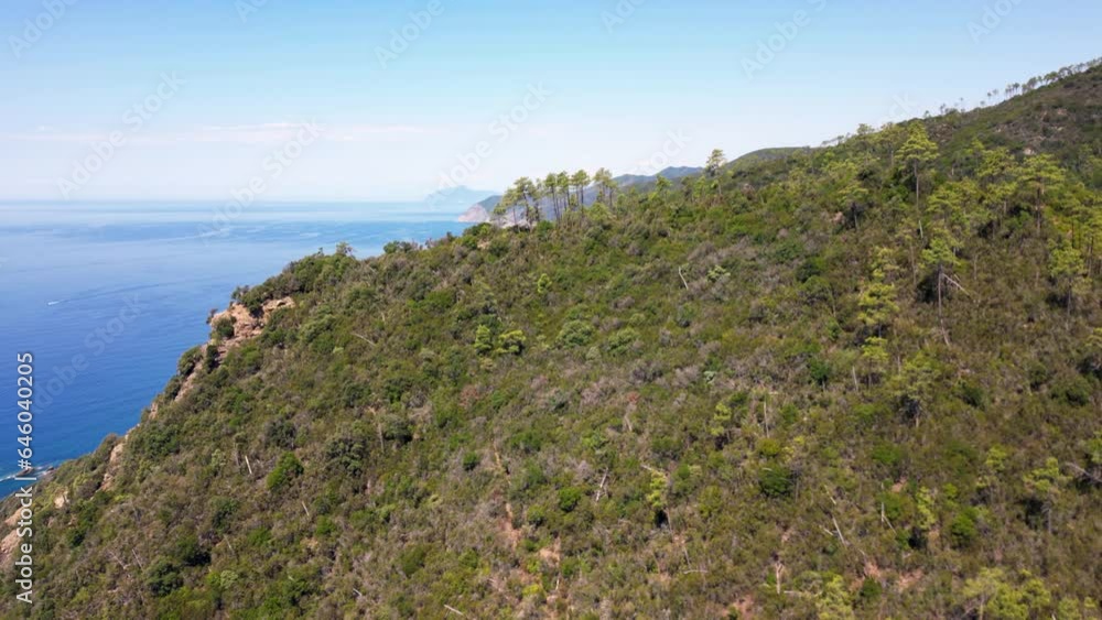 view from the drone of the maritime pine forest in Liguria, danger of summer fires in the forest - global warming and climate change - 5 terre Italy Europe Mediterranean Sea view from the drone of the maritime pine forest in Liguria, danger of summer fires in the forest - global warming and climate change - 5 terre Italy Europe Mediterranean Sea