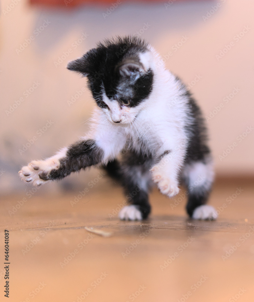 Fototapeta premium Small hairy black and white kitten playing indoor