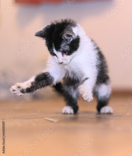 Small hairy black and white kitten playing indoor
