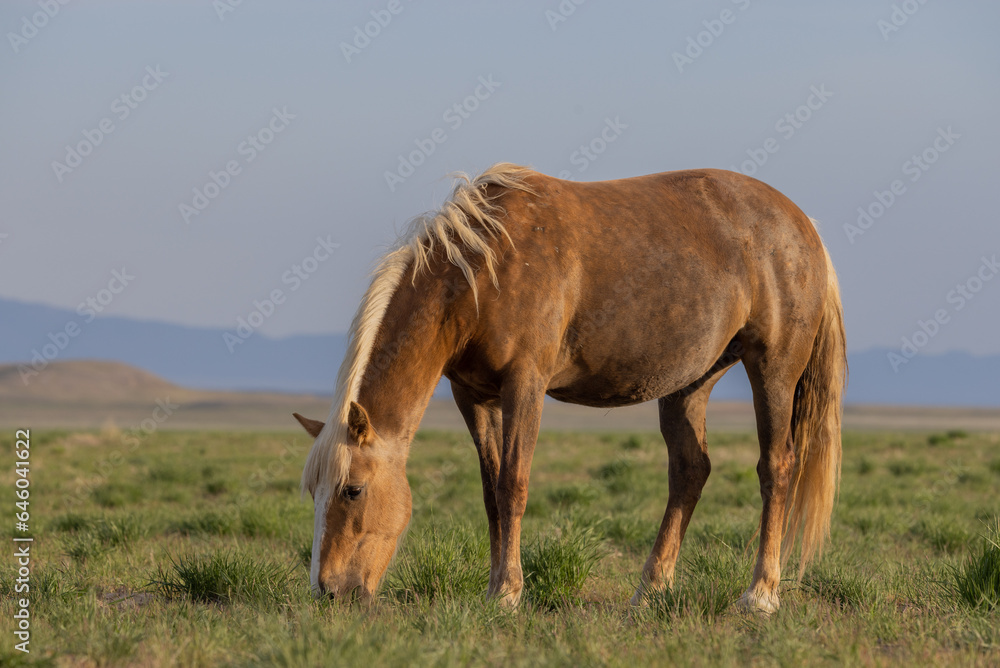 Obraz premium Wild Horse in Springtime in the Utah Desert
