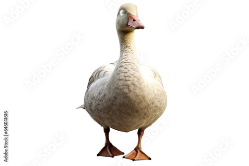 Fototapete Goose. isolated object, transparent background