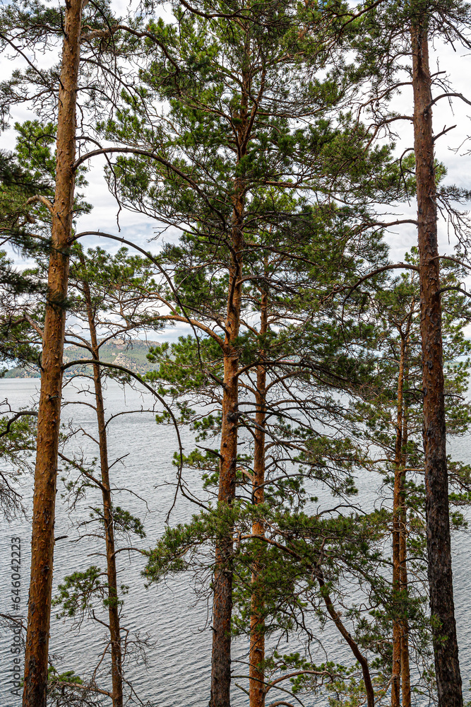 Fototapeta premium Pine trees on the lake shore