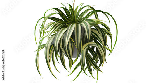 Spider plant  Chlorophytum comosum  Hanging plant with cascading foliage  3d render  transparent background  png cutout