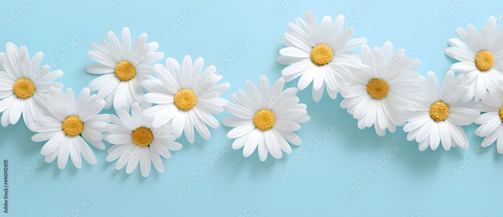 Summer Daises flowers on blue and aquamarine background Summer Daises flowers on blue and aquamarine background