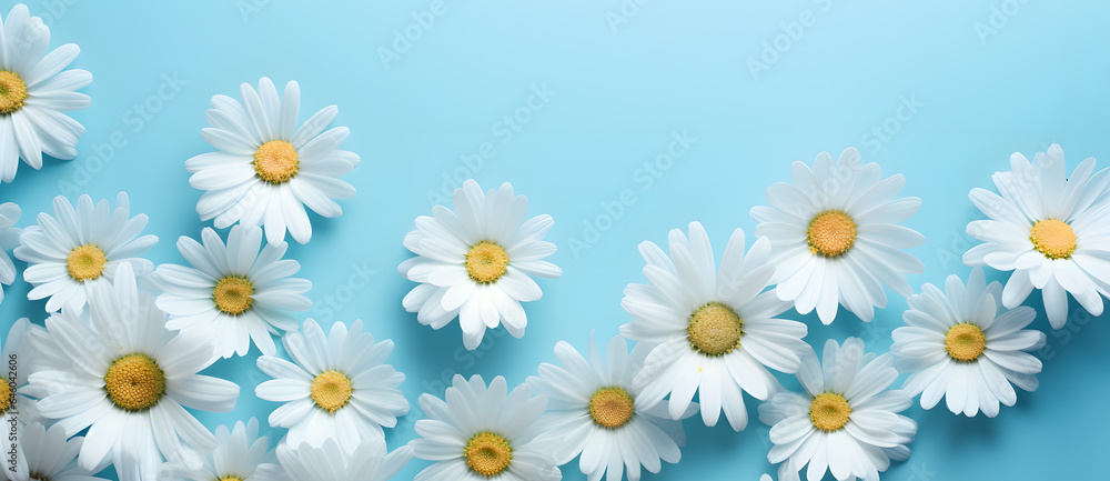Summer Daises flowers on blue and aquamarine background