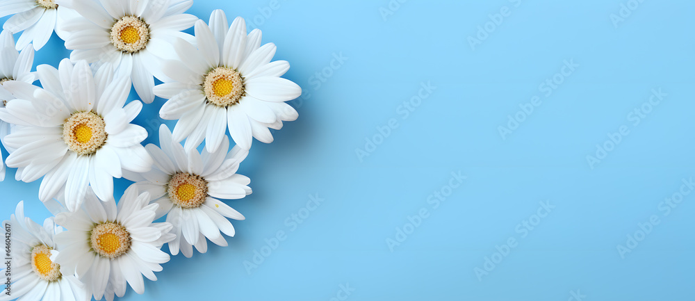Obraz premium Summer Daises flowers on blue and aquamarine background