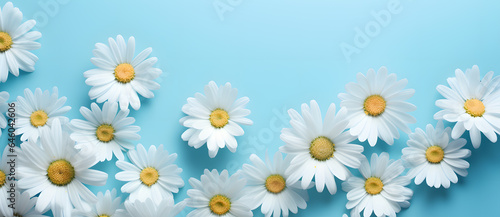 Summer Daises flowers on blue and aquamarine background