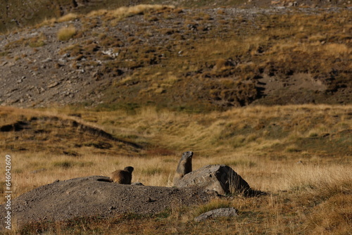 Marmottes au col de la Bonette, Marmots at the Col of Bonette photo