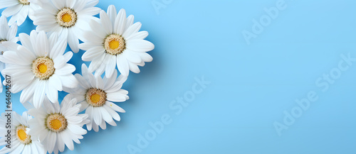 Summer Daises flowers on blue and aquamarine background © Oksana