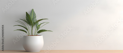 White flower pot with exotic green plant near empty wall minimalist background