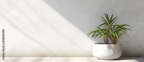 White flower pot with exotic green plant near empty wall minimalist background