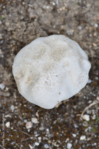 Earth ball mushroom (Scleroderma citrinum)