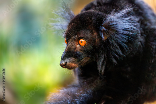 Portrait of adult male black lemur