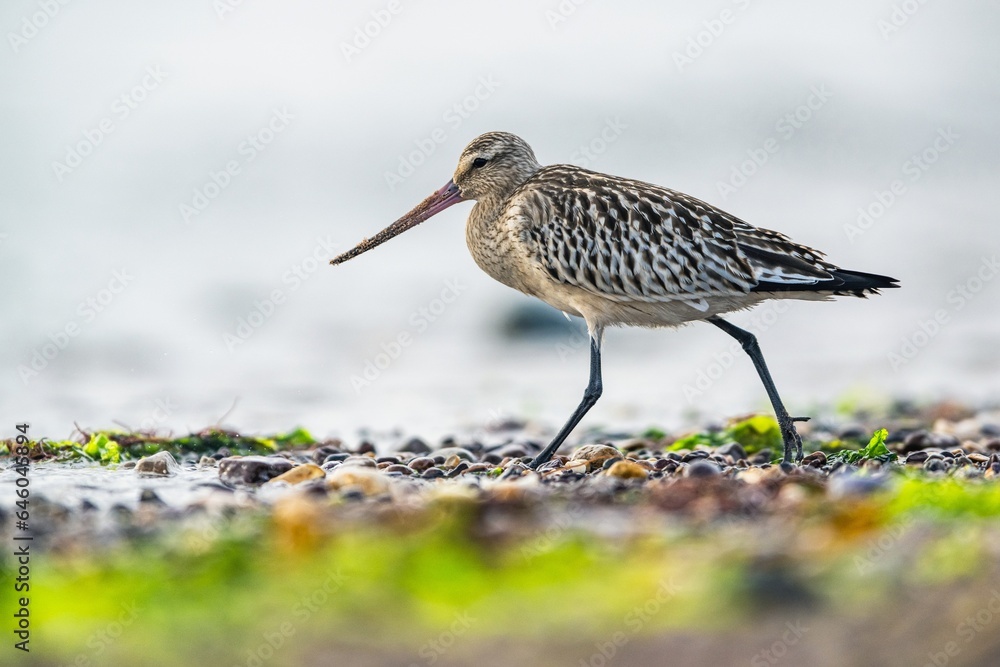 Bar-tailed Godwit, Limosa lapponica, bird feeding on the beach at low tide Bar-tailed Godwit, Limosa lapponica, bird feeding on the beach at low tide