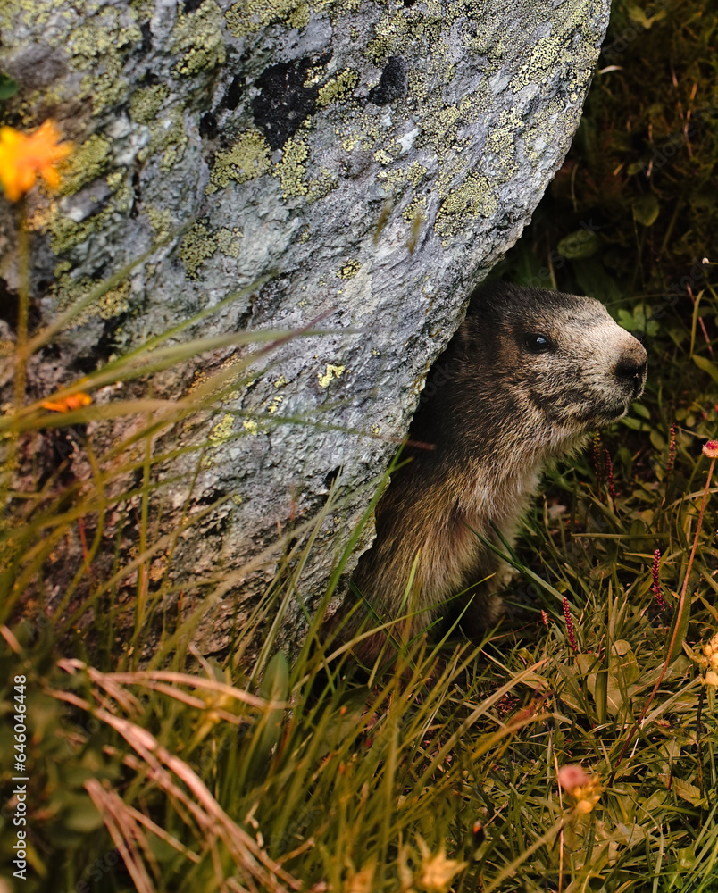 Naklejka premium marmot