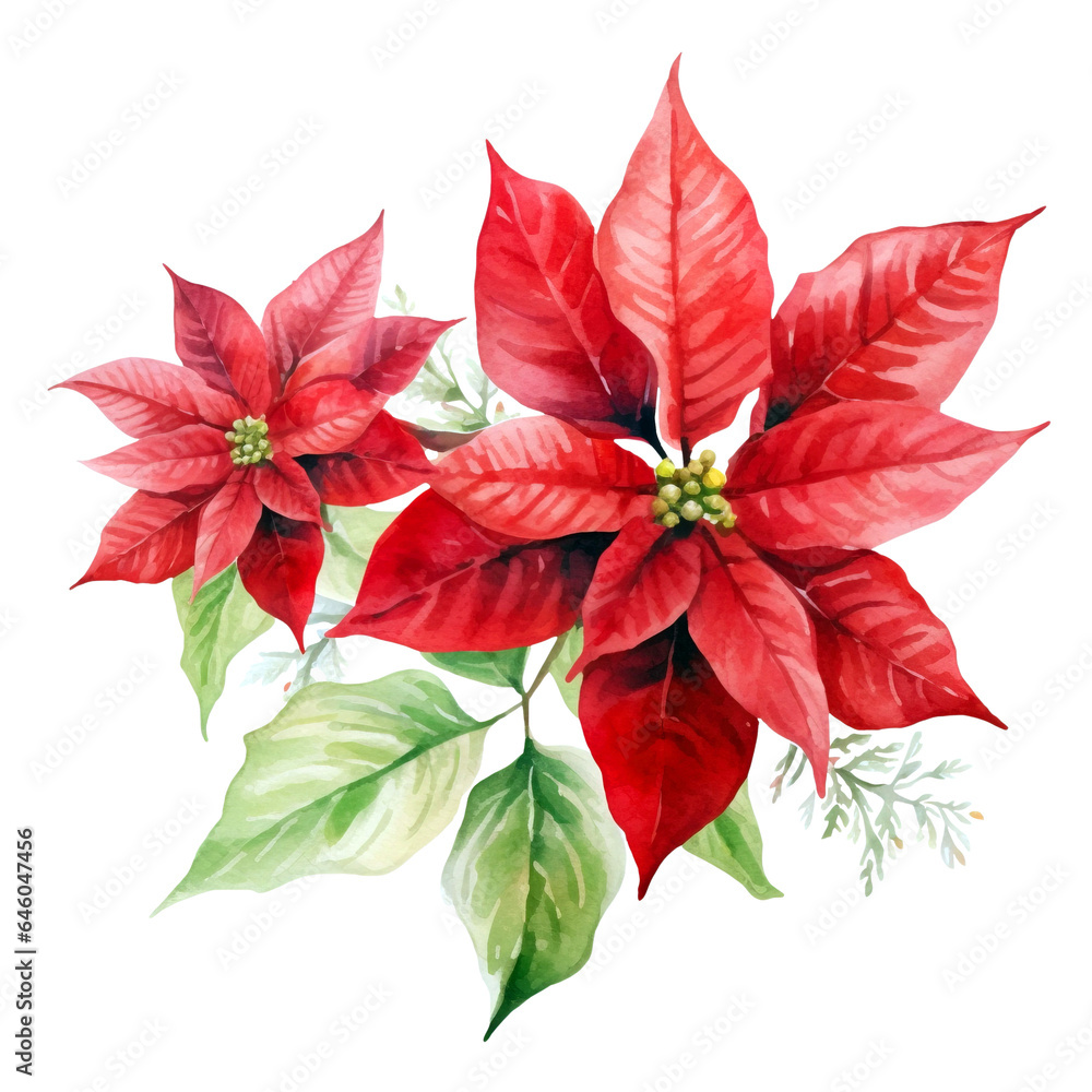 Watercolor hand painted illustration of red poinsettia flower with green leaves isolated on white background. Christmas elements clipart.