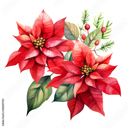 Watercolor hand painted illustration of red poinsettia flower with green leaves isolated on white background. Christmas elements clipart.
