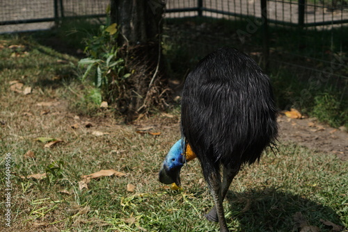 Close-up photo, cassowary in a cage, Casuarius is a genus of birds in the order Casuariiformes. Selective focus.