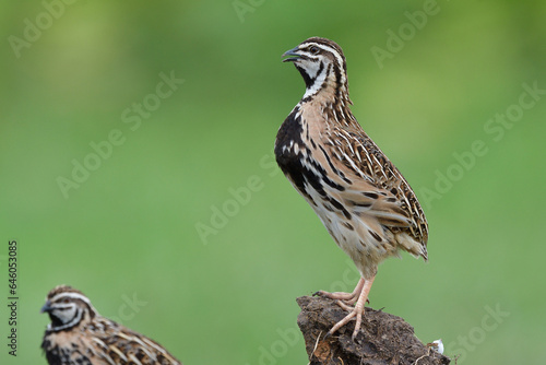 Tablou pe pânză rain quails climbing to top of dirt hill with blur green background, black-breas