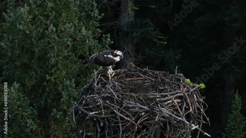 Osprey perch on nest, calling out photo