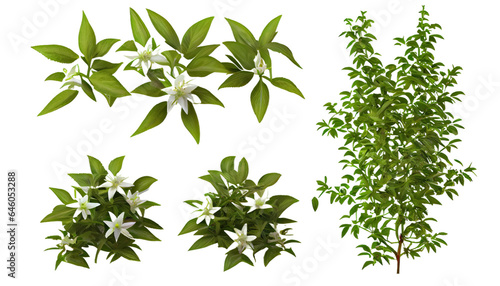 Trachelospermum Jasminoides creeper plants, 3d render, transparent background, png cutout