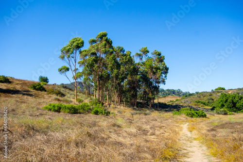 Views of eucalyptus trees and golden rolling hills while hiking in Tuna Canyon in Malibu  California.