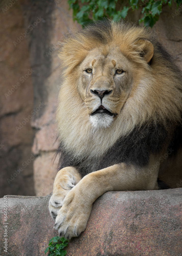 Adult male African Lion closeup portrait