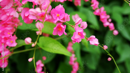 pink flowers