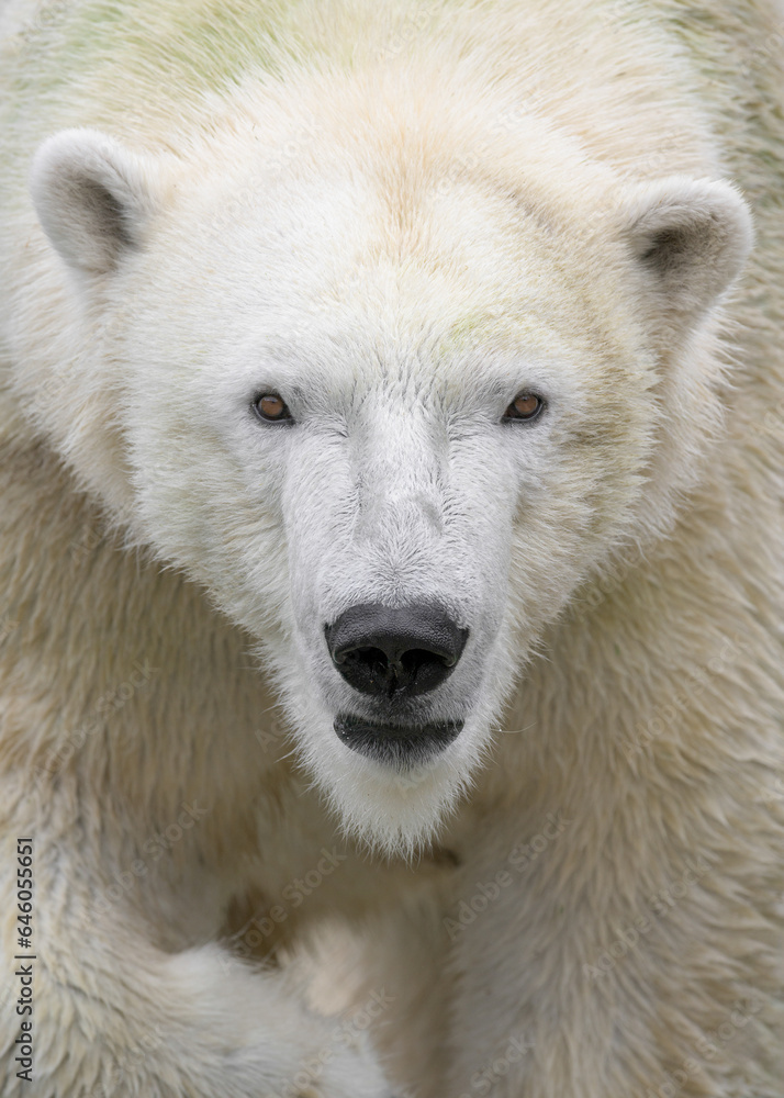 Polar bear (Ursus maritimus) closeup portrait Polar bear (Ursus maritimus) closeup portrait