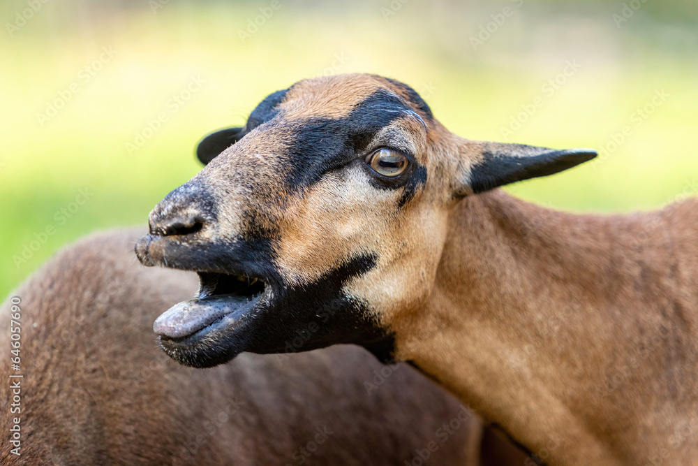 Head portrait of a female cameroon sheep in front of green nature background