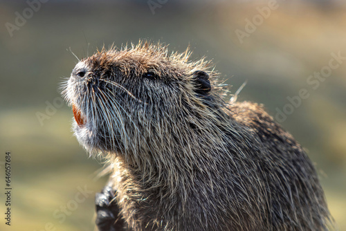 A nutria in summer outdoors, Myocastor coypus