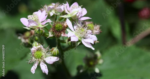 Wallpaper Mural blackberry shrub in the summer, the ripening of the black blackberry crop close-up Torontodigital.ca