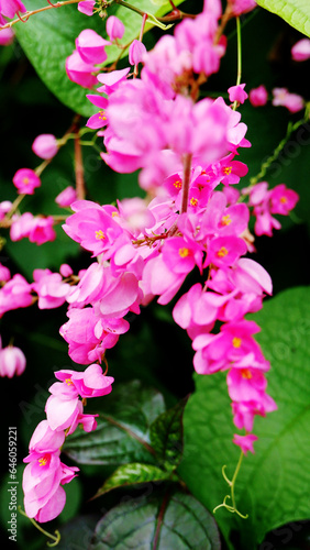 close up small pink flower