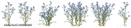 Wallpaper Mural Set of Lobelia erinus flower with isolated on transparent background. PNG file, 3D rendering illustration, Clip art and cut out Torontodigital.ca