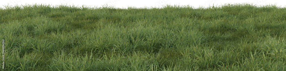 Evergreen grass field in nature, meadow in springtime, Tropical forest isolated on transparent background - PNG file, 3D rendering illustration for create and design or etc Evergreen grass field in nature, meadow in springtime, Tropical forest isolated on transparent background - PNG file, 3D rendering illustration for create and design or etc