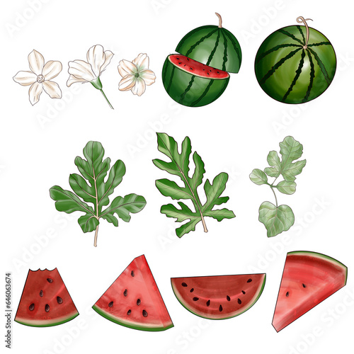 set of watermelon elements  (ID: 646063674)