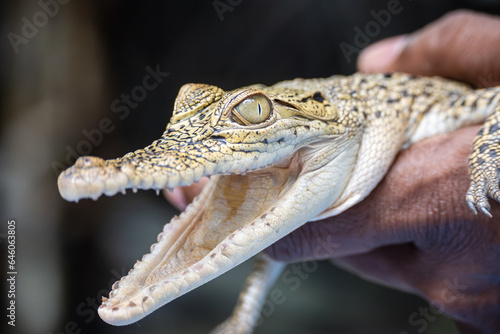 baby caiman on the hand