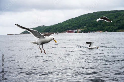 Sea gulls fighting for food at sea.