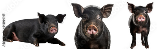 Domestic black pig collection (portrait, standing, lying), animal bundle isolated on a transparent PNG