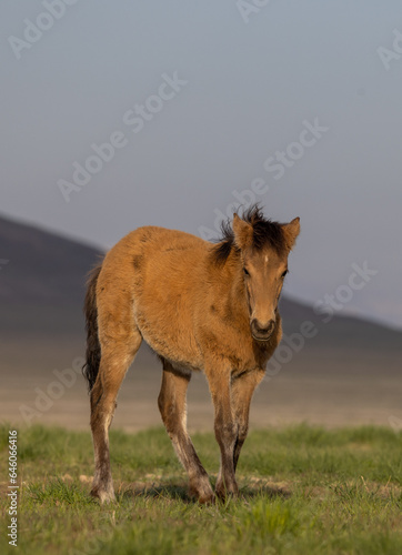 Wild Horse Foal in the Utah Desert in Springtime © natureguy