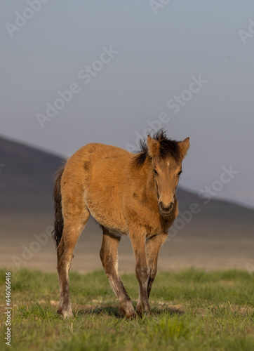 Wild Horse Foal in the Utah Desert in Springtime