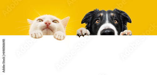 Banner two pets. Portrait cute kitten cat and dog peeking over and looking at camera. Isolated on yellow background hanging its paws over a black