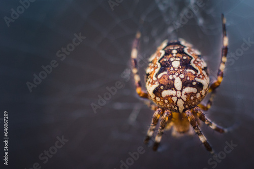 Marbled orb-weaver spider at sunset. A large spider with a beautiful pattern on its back