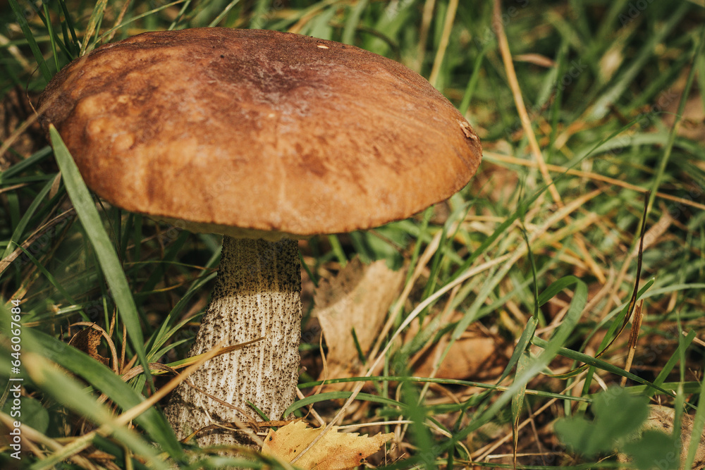 Blushing Bolete (Leccinum roseofractum) Eco Autumn mushroom. Edible mushroom that grows in the forest under trees in moss. Edible, very tasty, baked without pre-cooking, marinated, dried Blushing Bolete (Leccinum roseofractum) Eco Autumn mushroom. Edible mushroom that grows in the forest under trees in moss. Edible, very tasty, baked without pre-cooking, marinated, dried