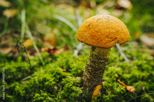 Aspen Bolete (Leccinum leucopodium) Eco Autumn mushroom. Edible mushroom that grows in the forest under trees in moss. Edible, very tasty, baked without pre-cooking, marinated, dried, salted or pickle photo